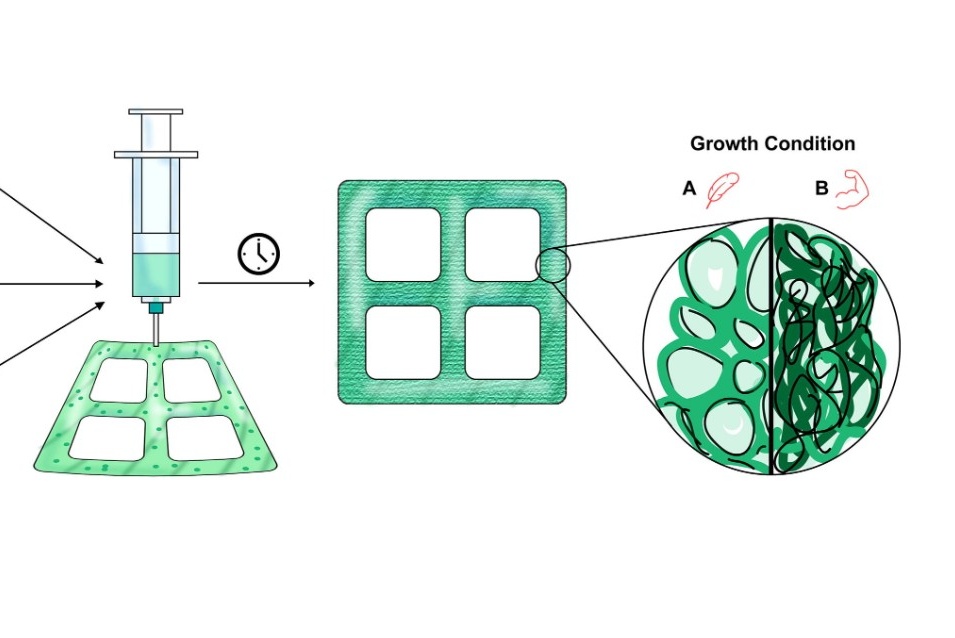 Researchers grow wood in the laboratory